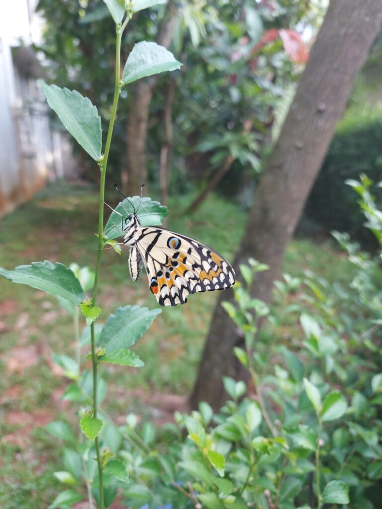 Proses Hidup Kupu-kupu